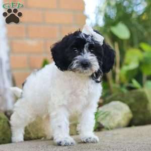 Sophie, Cockapoo Puppy