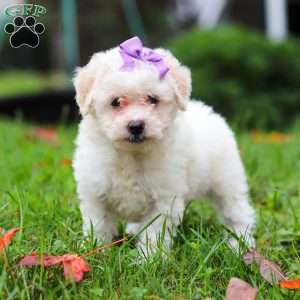 Sophie, Maltipoo Puppy