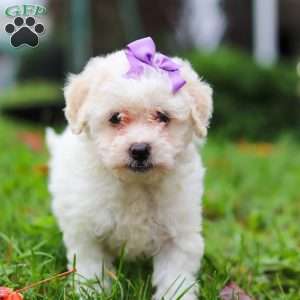 Sophie, Maltipoo Puppy