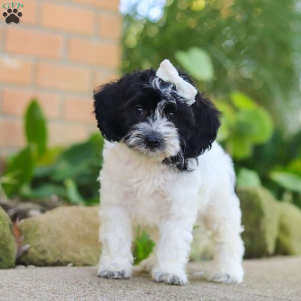 Sophie, Cockapoo Puppy