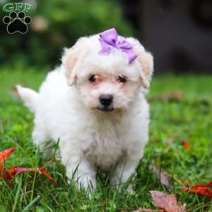 Sophie, Maltipoo Puppy