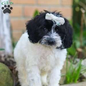 Sophie, Cockapoo Puppy