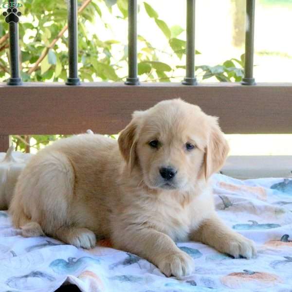 Sophie, Golden Retriever Puppy