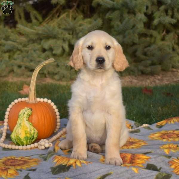 Sophie, Golden Retriever Puppy