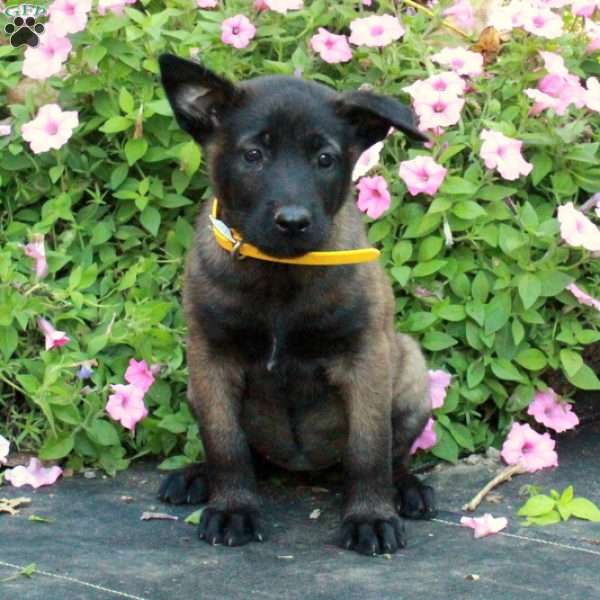 Sophie, Belgian Malinois Puppy