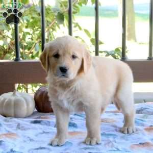 Sophie, Golden Retriever Puppy