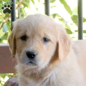 Sophie, Golden Retriever Puppy