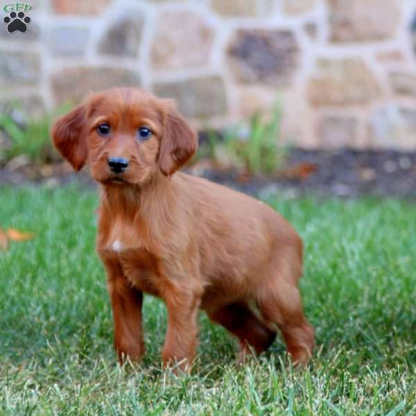 Sophie, Irish Setter Puppy