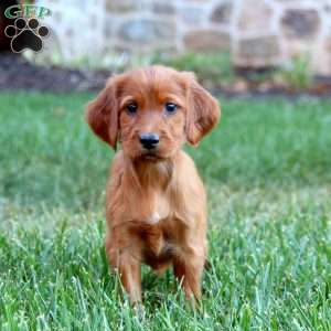 Sophie, Irish Setter Puppy