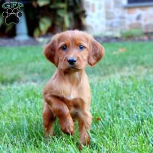 Sophie, Irish Setter Puppy