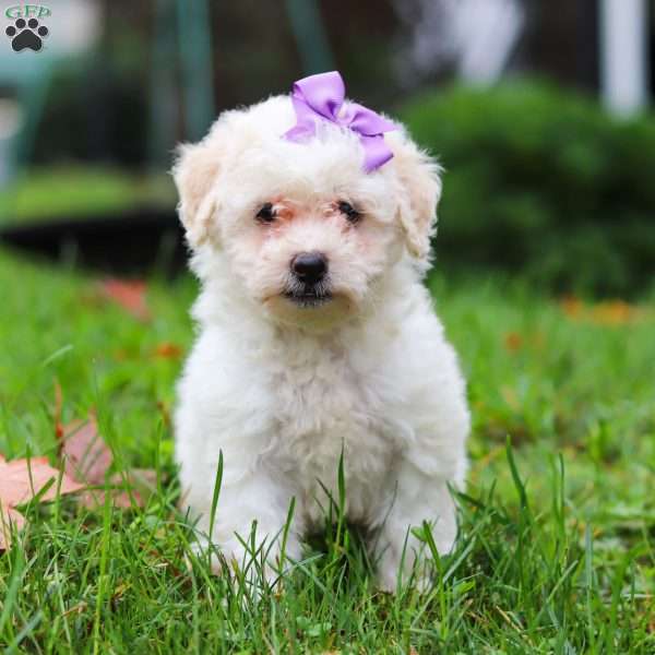 Sophie, Maltipoo Puppy