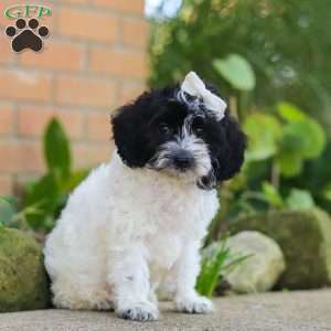 Sophie, Cockapoo Puppy