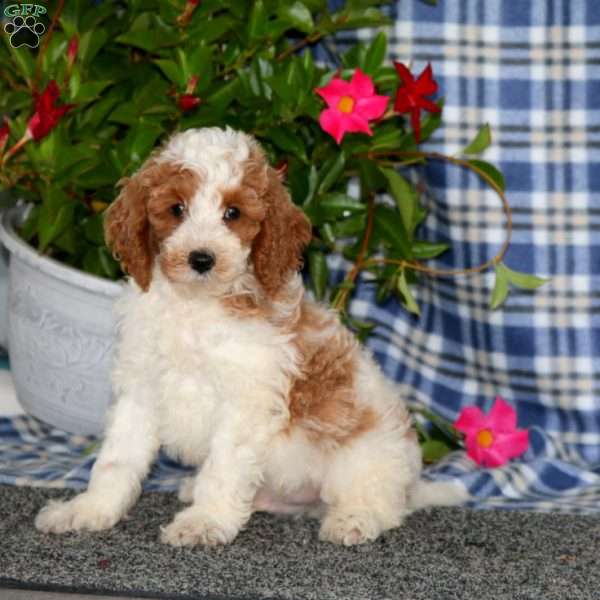 Spark-Moyen, Miniature Poodle Puppy