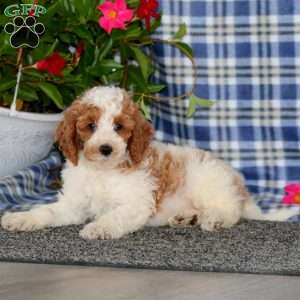 Spark-Moyen, Miniature Poodle Puppy