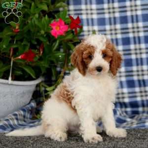 Spark-Moyen, Miniature Poodle Puppy