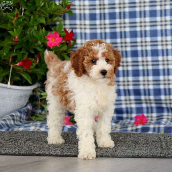 Sparkle-Moyen, Miniature Poodle Puppy