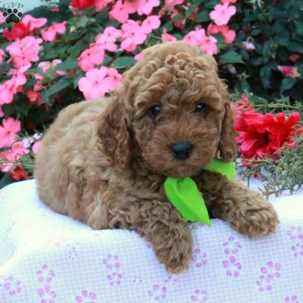 Sparky, Cockapoo Puppy