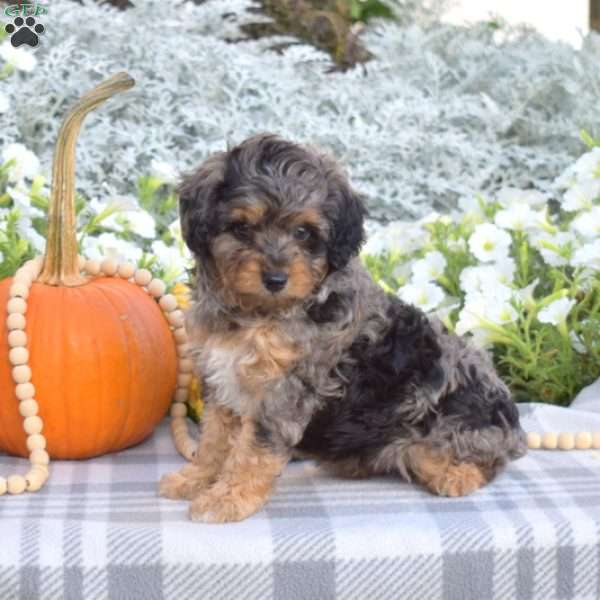 Sparky, Mini Aussiedoodle Puppy