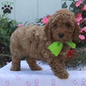 Sparky, Cockapoo Puppy