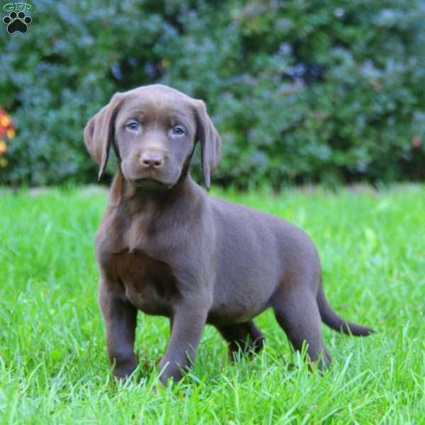 Special, Chocolate Labrador Retriever Puppy