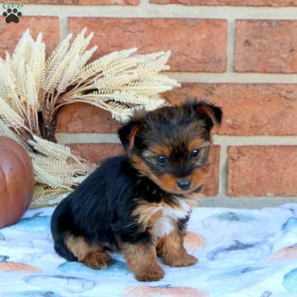 Spencer, Yorkie Puppy