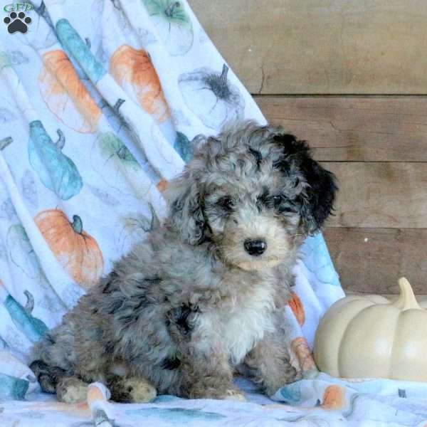 Spencer, Miniature Poodle Puppy