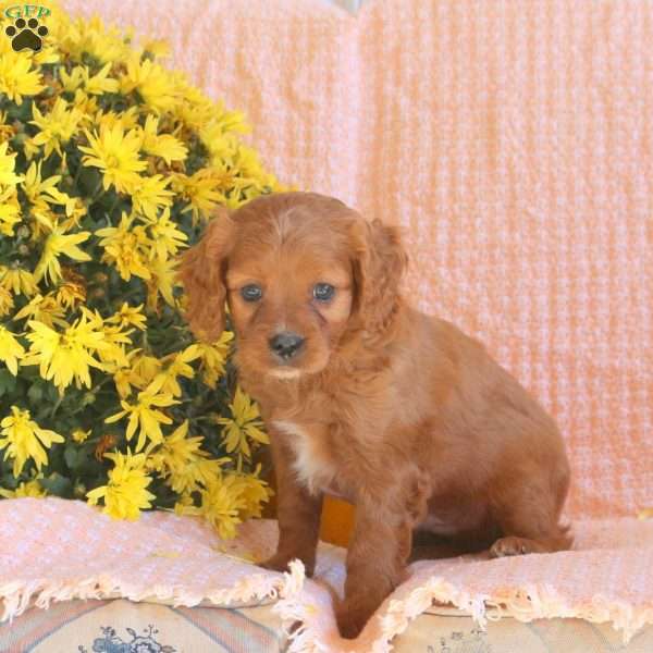 Spencer, Cavapoo Puppy