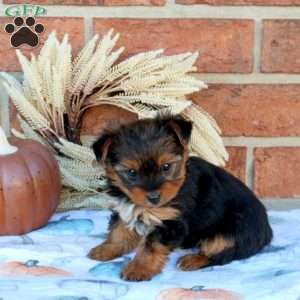 Spencer, Yorkie Puppy