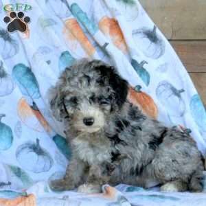 Spencer, Miniature Poodle Puppy