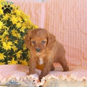 Spencer, Cavapoo Puppy