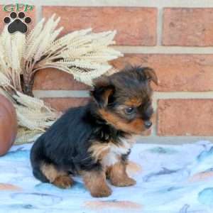 Spencer, Yorkie Puppy