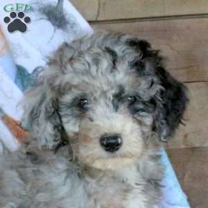 Spencer, Miniature Poodle Puppy