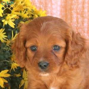 Spencer, Cavapoo Puppy