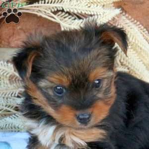 Spencer, Yorkie Puppy