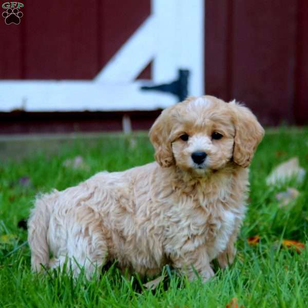 Spencer, Cockapoo Puppy