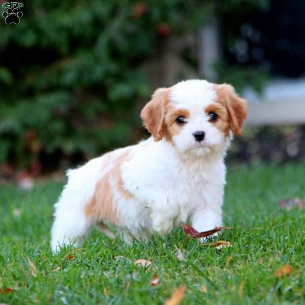 Spice, Cavapoo Puppy