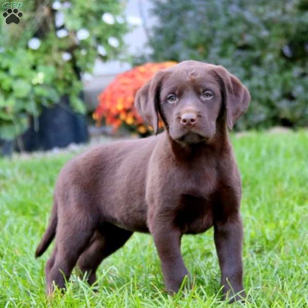 Spice, Chocolate Labrador Retriever Puppy