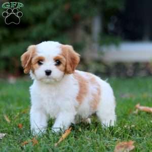 Spice, Cavapoo Puppy