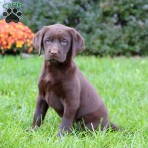 Spice, Chocolate Labrador Retriever Puppy