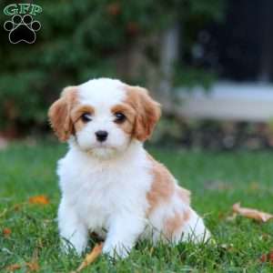 Spice, Cavapoo Puppy