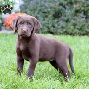 Spice, Chocolate Labrador Retriever Puppy