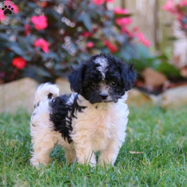 Spiffy, Cavapoo Puppy