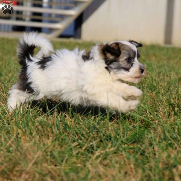 Spiffy, Havanese Puppy