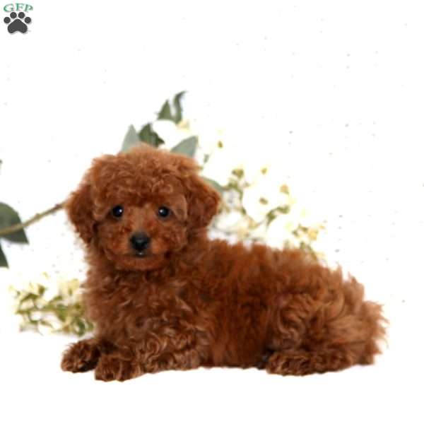 Spiffy, Cavapoo Puppy