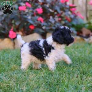 Spiffy, Cavapoo Puppy