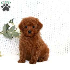 Spiffy, Cavapoo Puppy