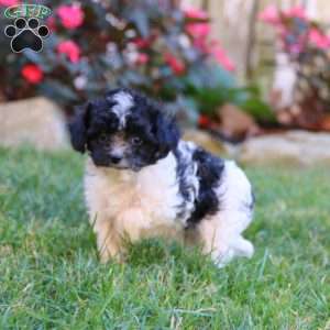 Spiffy, Cavapoo Puppy