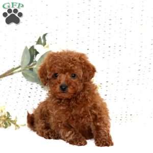 Spiffy, Cavapoo Puppy