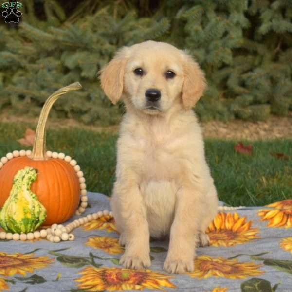 Spirit, Golden Retriever Puppy