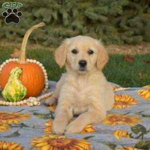 Spirit, Golden Retriever Puppy